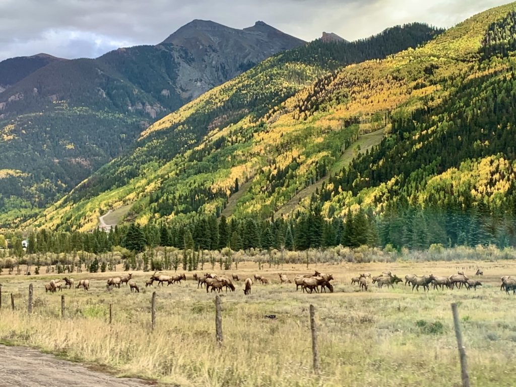 Getting to Know the Wildlife of Telluride Colorado